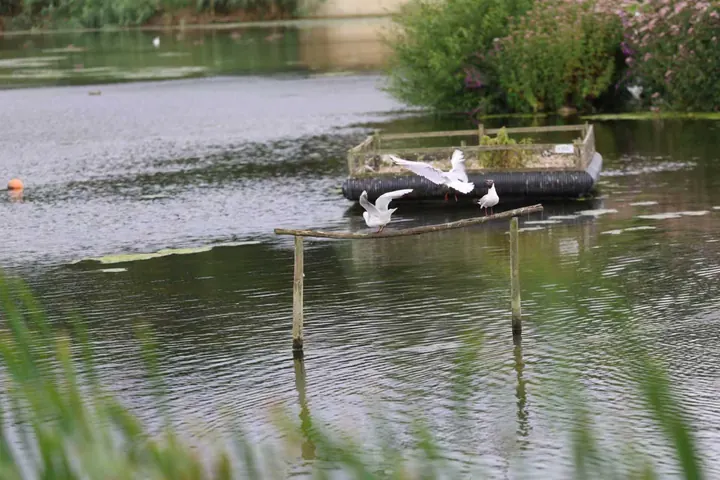 Black-headed gulls landing on a perch over the water at Rodley Nature Reserve