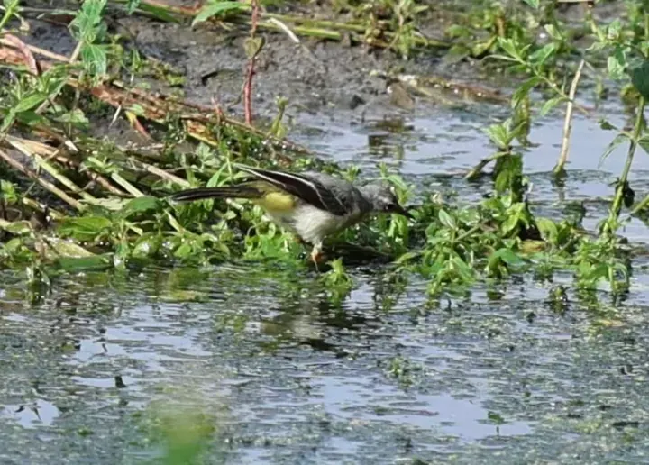 A grey wagtail among plants at the water’s edge at Rodley Nature Reserve.