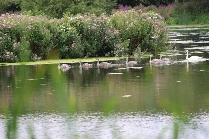 An adult mute swan and cygnets swimming beside a flower-covered island at Rodley Nature Reserve.