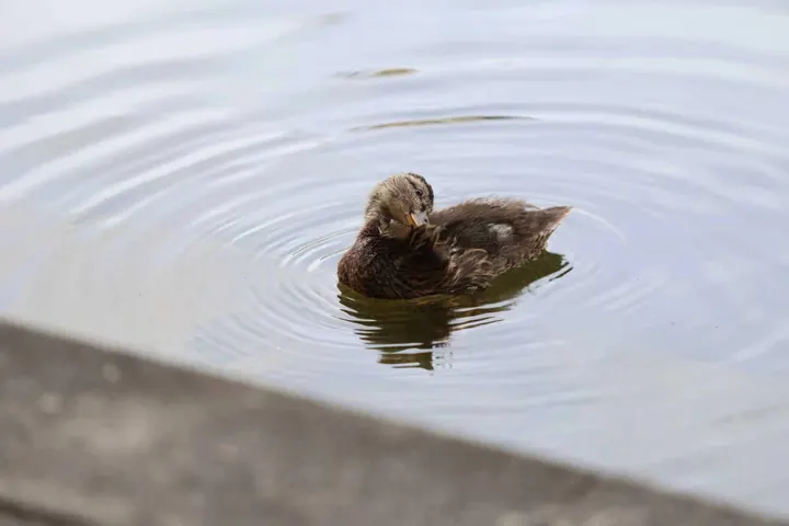 A mallard preening on the water at the University of Leeds